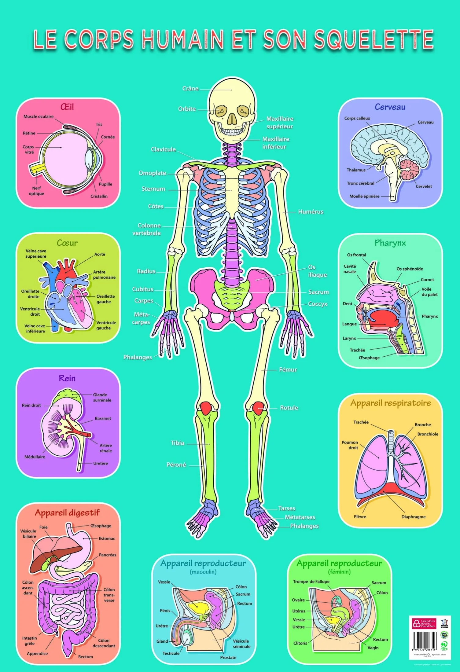 Plakat edukacyjny szkielet 76x52 cm PVC