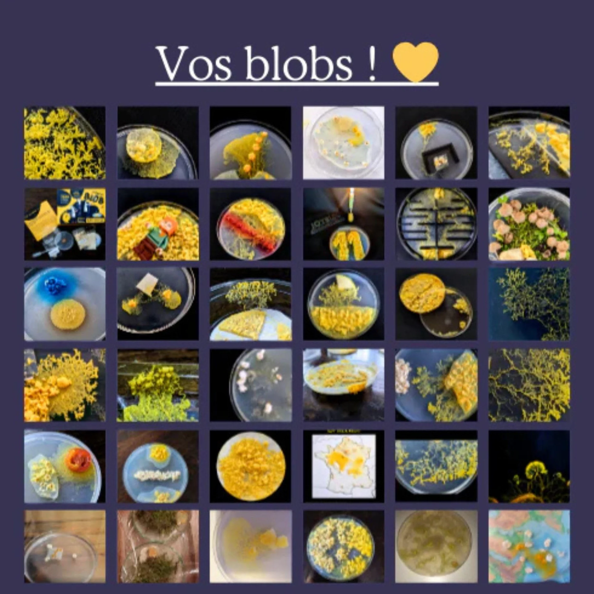 Kit d'élevage de Blob - Kit de Culture Blob - Expériences Scientifiques Enfants - Cadeau Fille Garçon