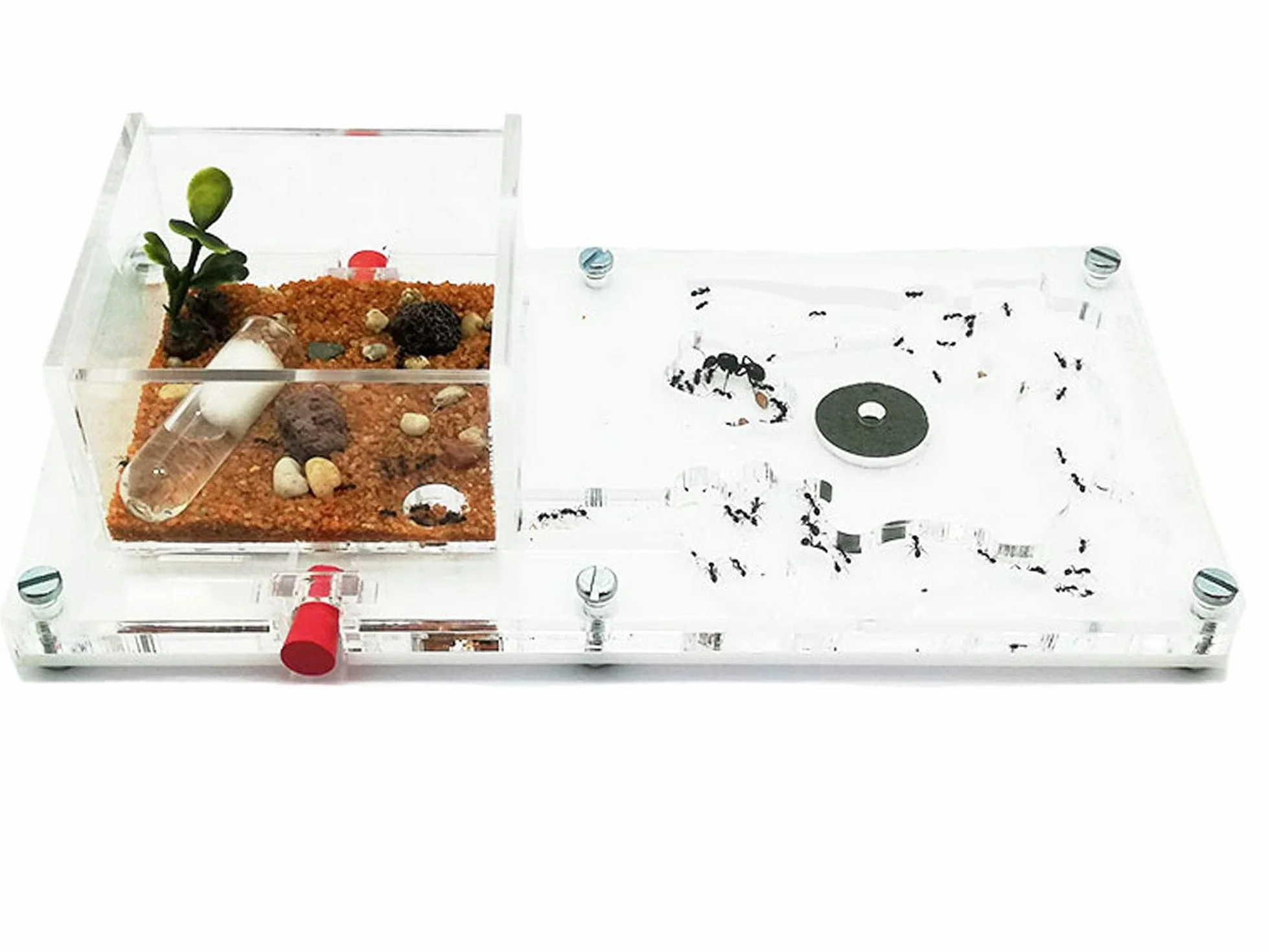 Fourmi Mousse Éducative 10x20 cm avec Fourmis Ouvrières 20-30