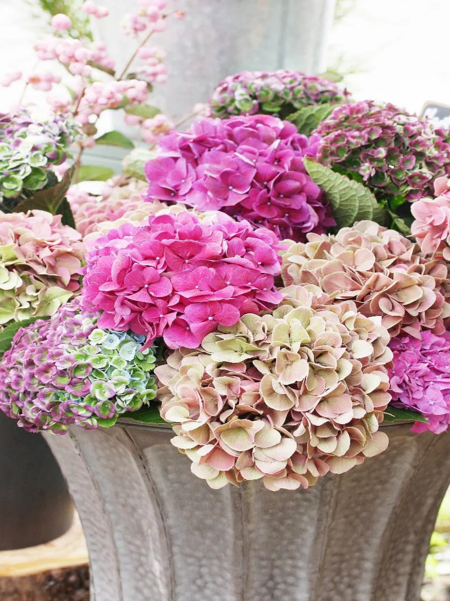 CALVENDO Puzzle Hortensias 1000 Pieces 48 x 64 cm from Gisela Kruse