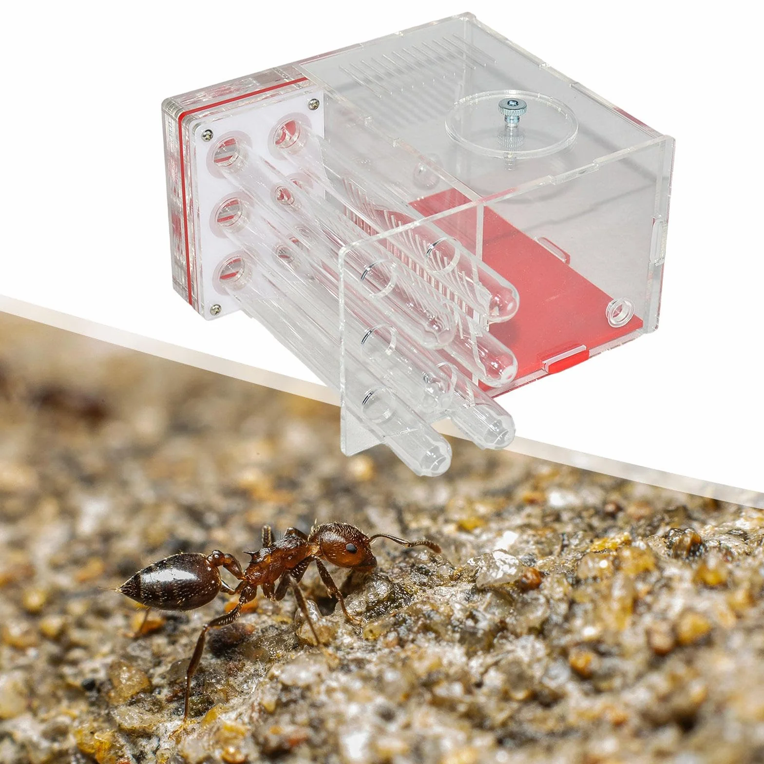 Nid de Fourmis Habitat Jouets éducatifs à Faire soi-même élevage de Fourmis 1.5 Cm