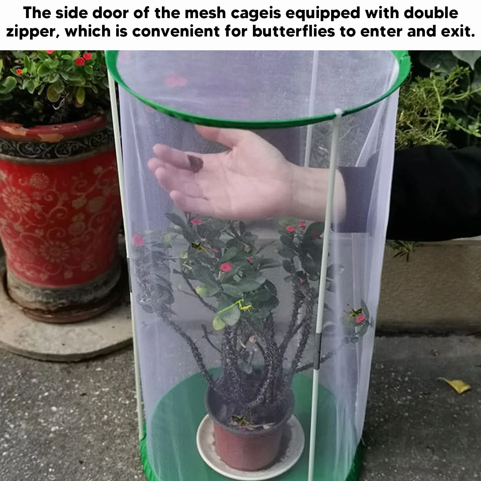 Cage d'observation transparente pour papillons et insectes, maille cylindrique