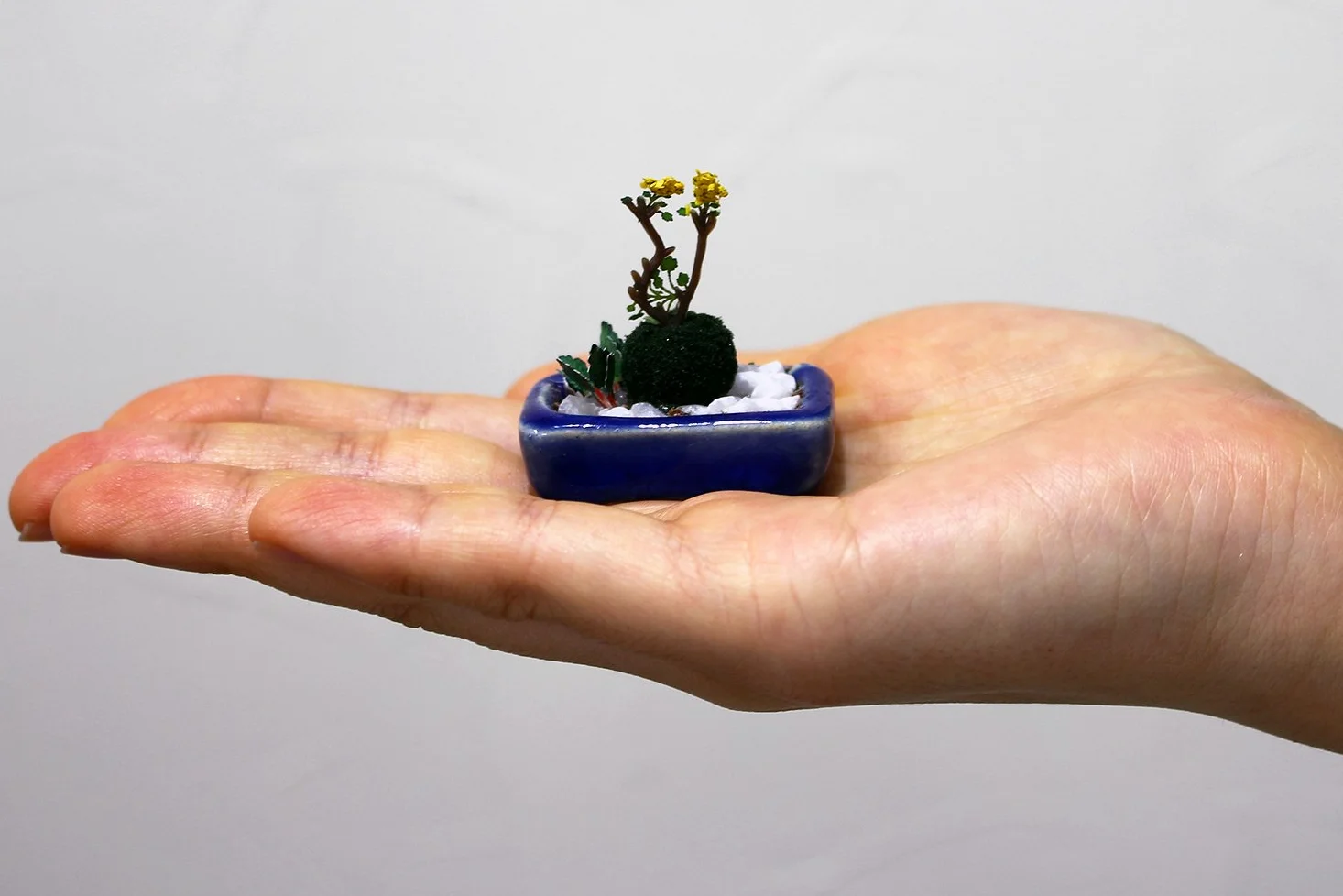 Platz Bonsaï d'herbe sauvage [Pot carré bleu marine]