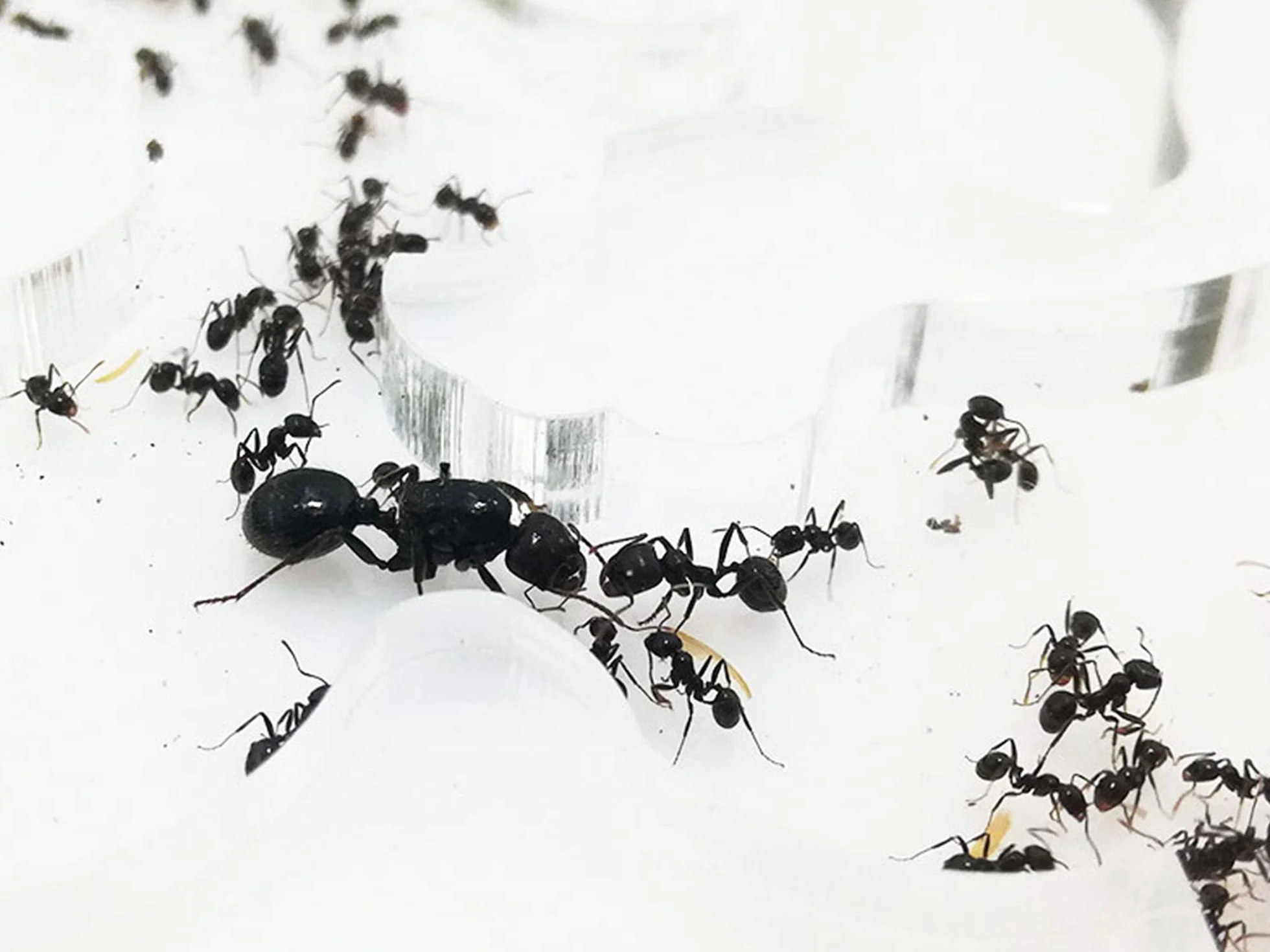 Fourmi Mousse Éducative 10x20 cm avec Fourmis Ouvrières 20-30