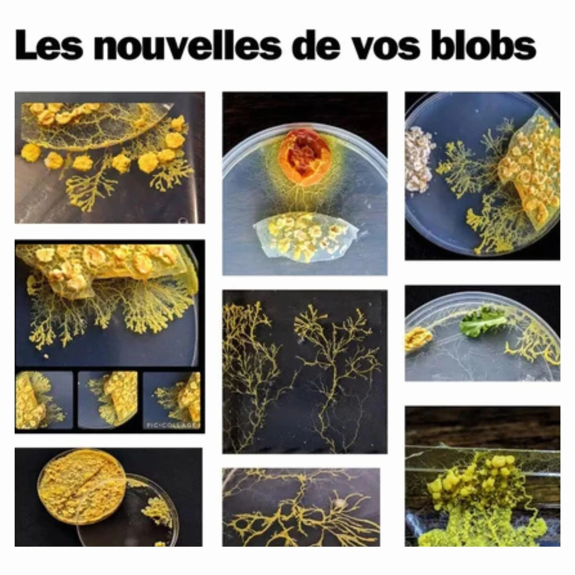 Kit d'élevage de Blob - Kit de Culture Blob - Expériences Scientifiques Enfants - Cadeau Fille Garçon