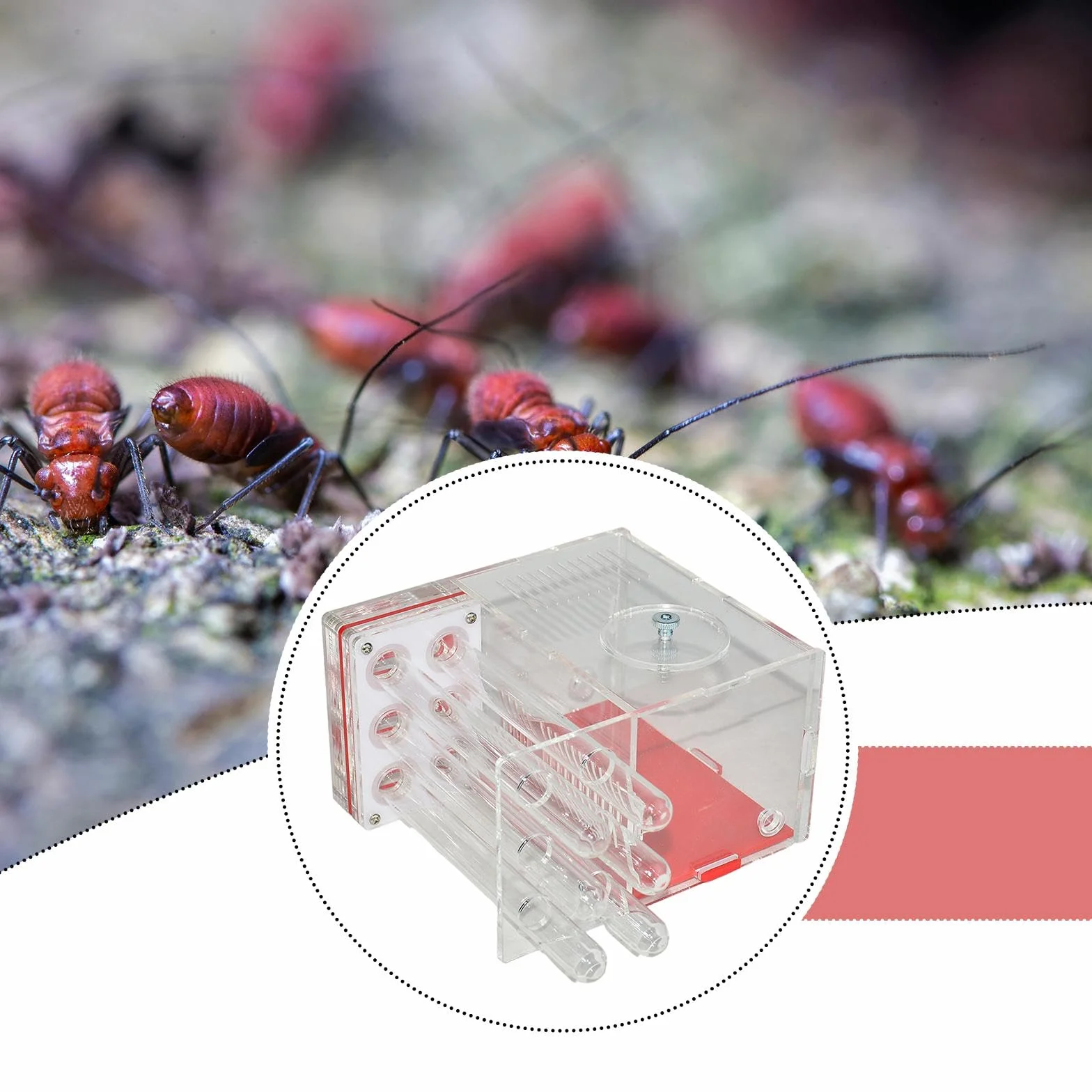 Nid de Fourmis Habitat Jouets éducatifs à Faire soi-même élevage de Fourmis 1.5 Cm