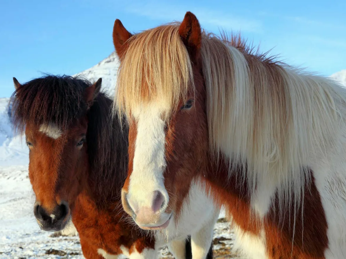 CALVENDO Puzzle Les Chevaux islandais - Les Animaux Stars de l'île 1000 Pieces 64 x 48 cm from GRO