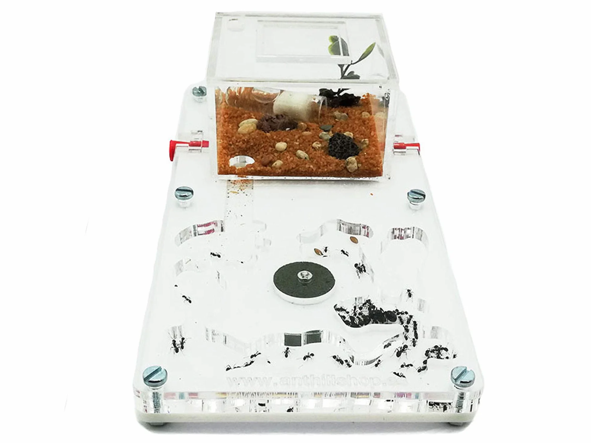 Fourmi Mousse Éducative 10x20 cm avec Fourmis Ouvrières 20-30